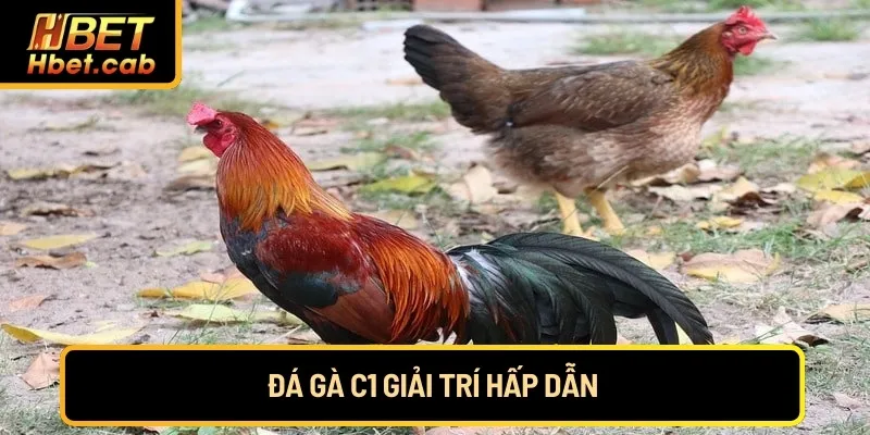 Đá gà C1 giải trí hấp dẫn