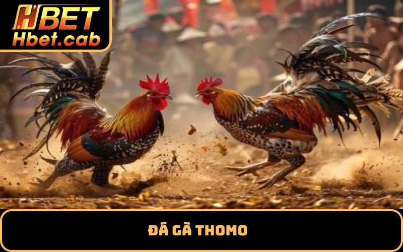 Đá gà Thomo