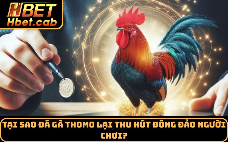 Tại sao đá gà Thomo lại thu hút đông đảo người chơi?