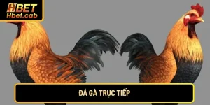 Kèo Meron chiến kê nhà cái 