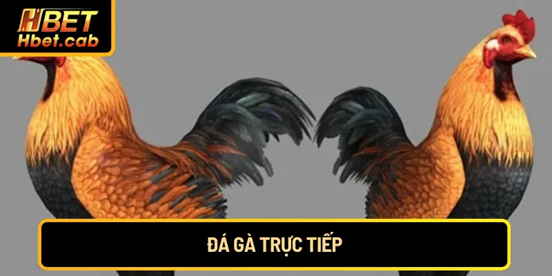 Kèo Meron chiến kê nhà cái 