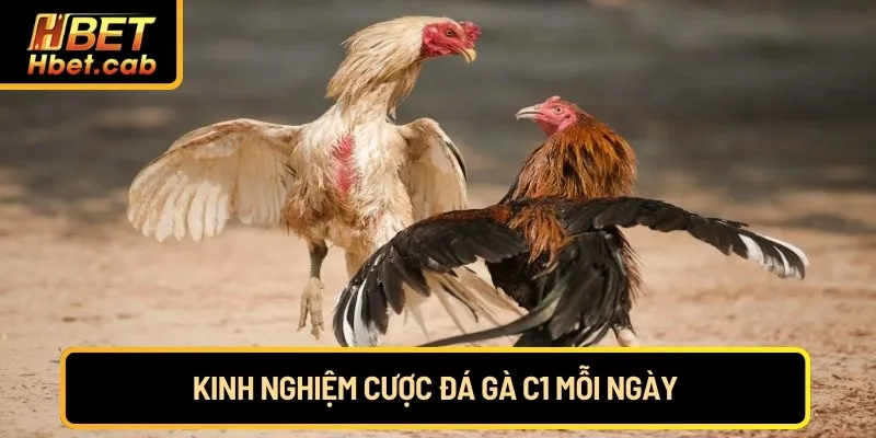 Kinh nghiệm cược đá gà C1 mỗi ngày